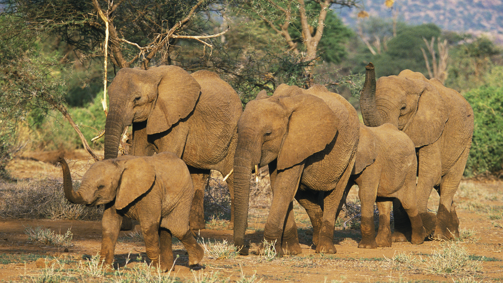 Elephant poaching rates virtually unchanged in 2014